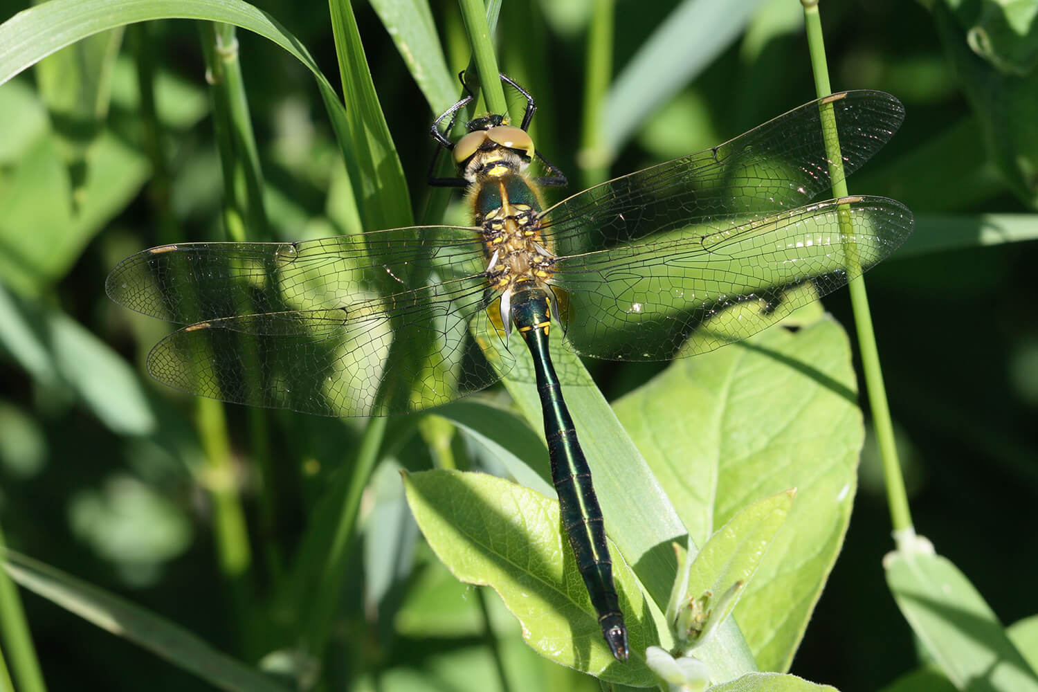 Male Brilliant Emerald by L. B. Tettenborn